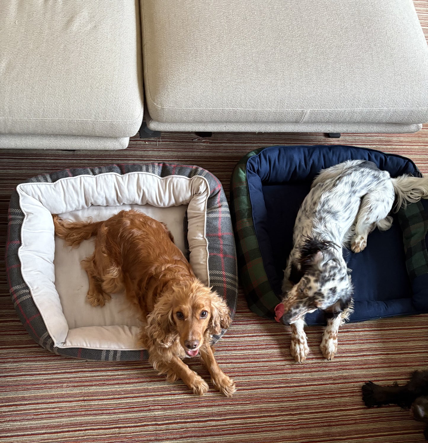 Panier pour chien - Tartan Pion noir