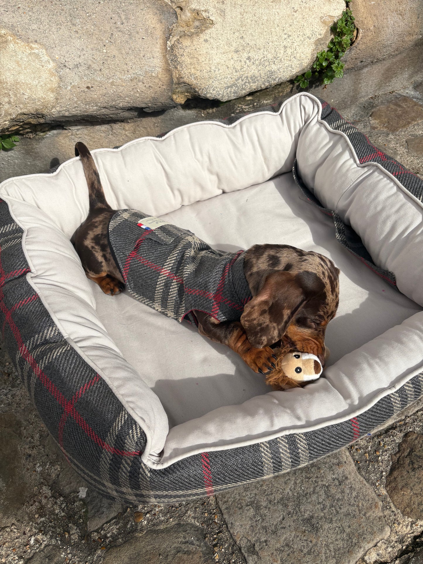 Précommande Veste pour chien - Tartan Pion noir