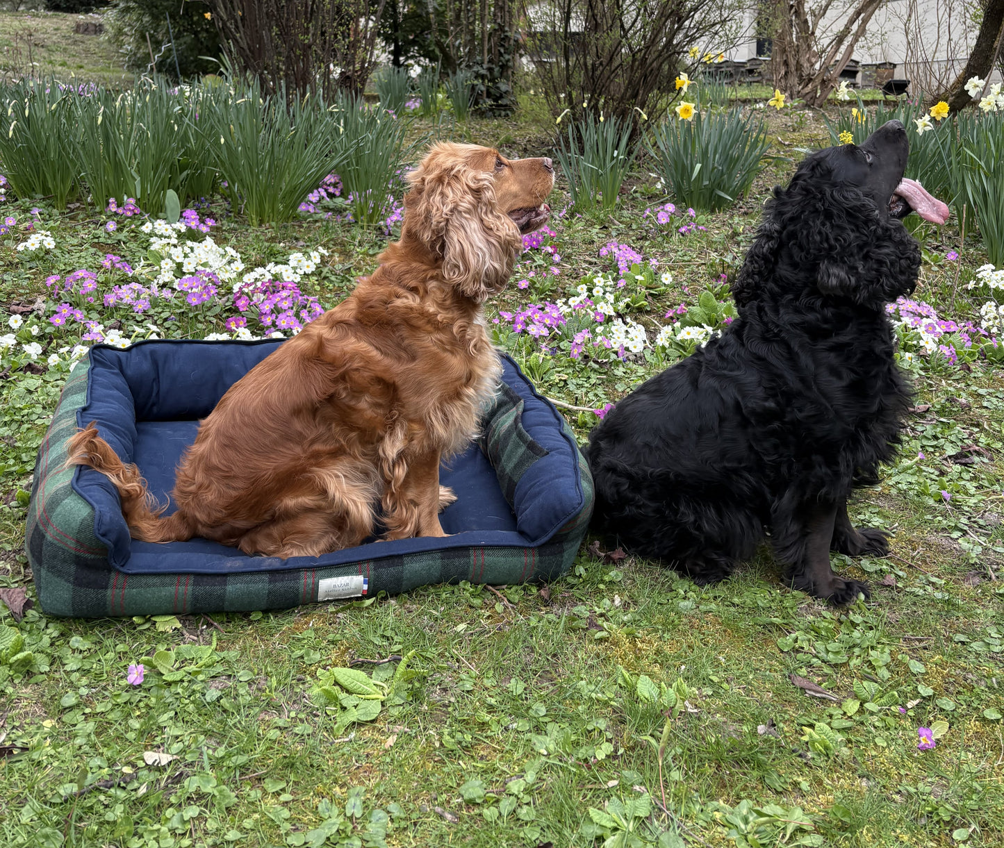 Panier pour chien - Tartan Pion vert