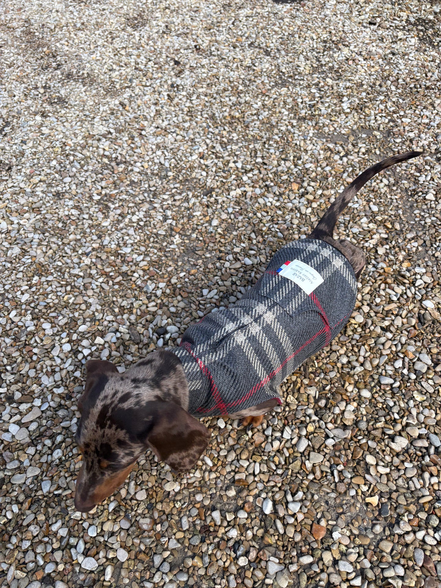 Précommande Veste pour chien - Tartan Pion noir