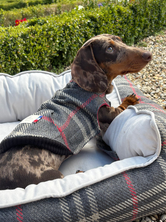 Précommande Veste pour chien - Tartan Pion noir